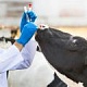 Ветеринария и акушерство в животноводстве